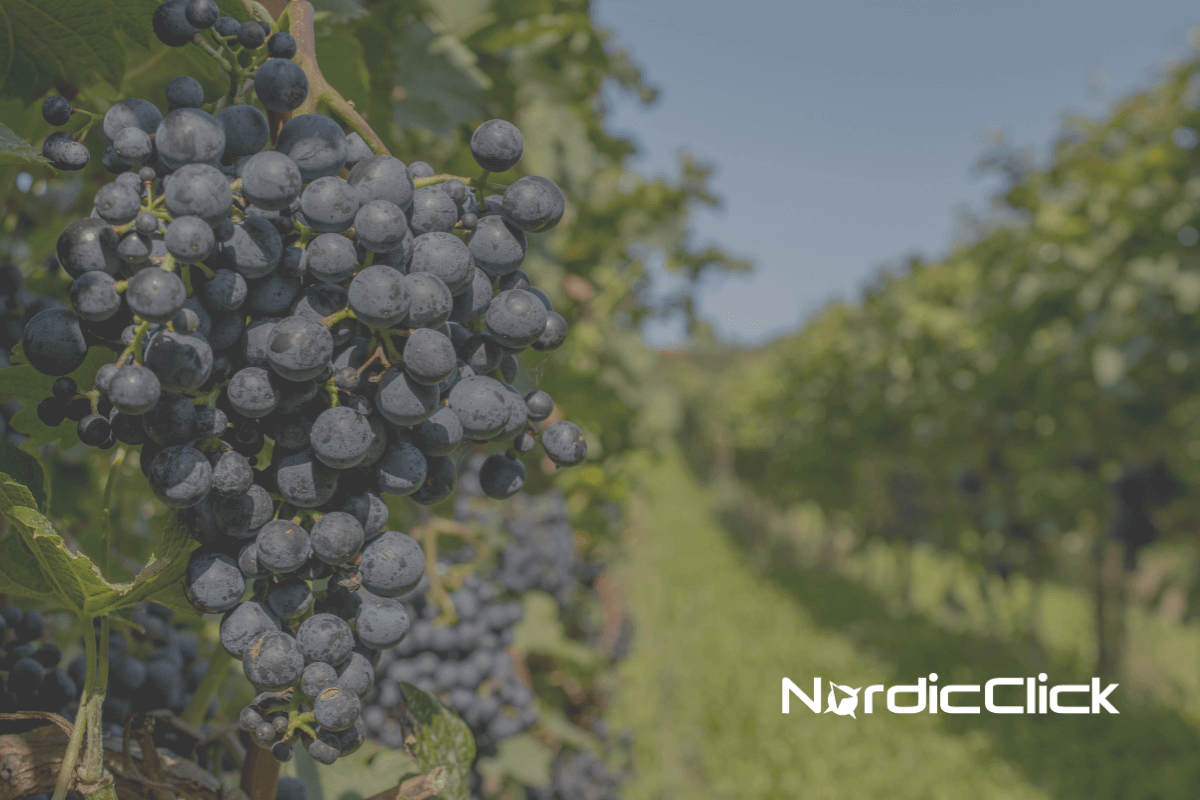 Minnesota-Wineries-NordicClick